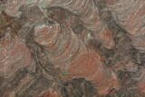 Polished Stromatolite (Inzeria) Slab - Million Years #130649-1